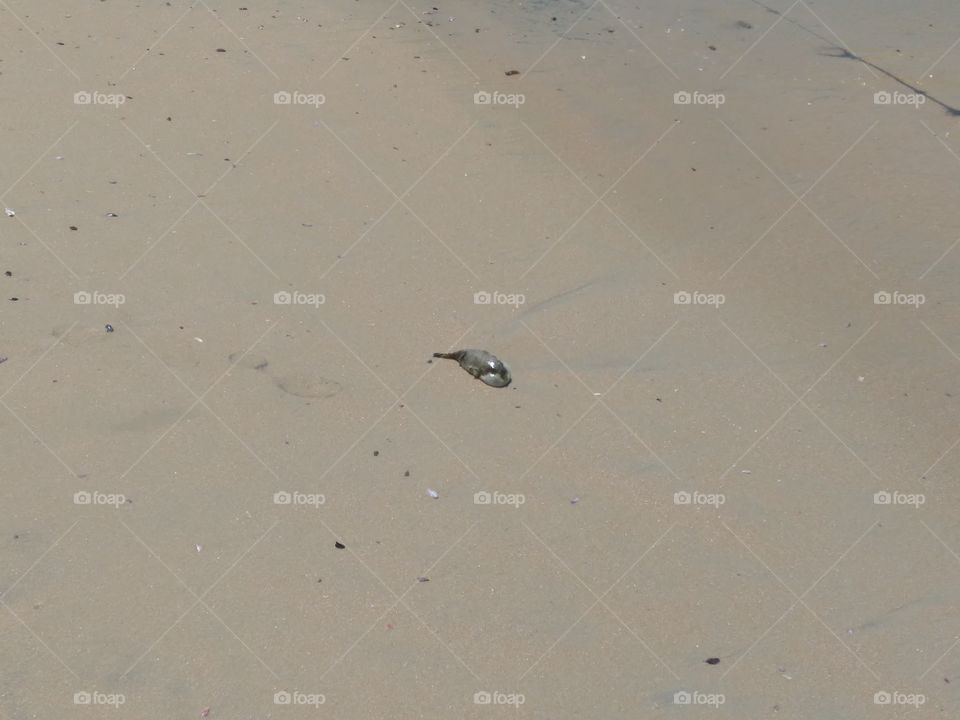 sea fish in Kovalam beach.