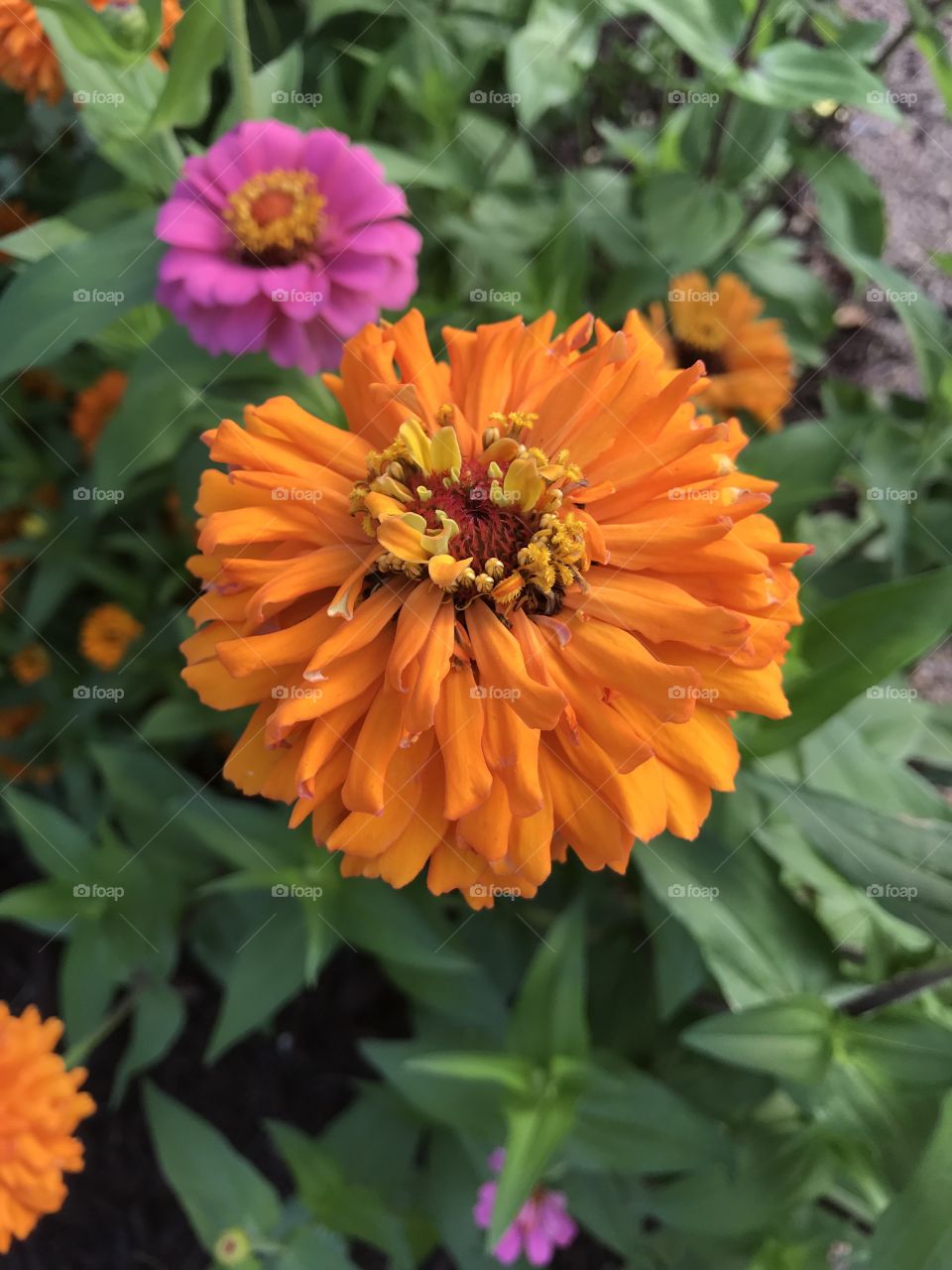 Orange flower that survived storms with 60 mile per hour winds and terrestrial rainfall