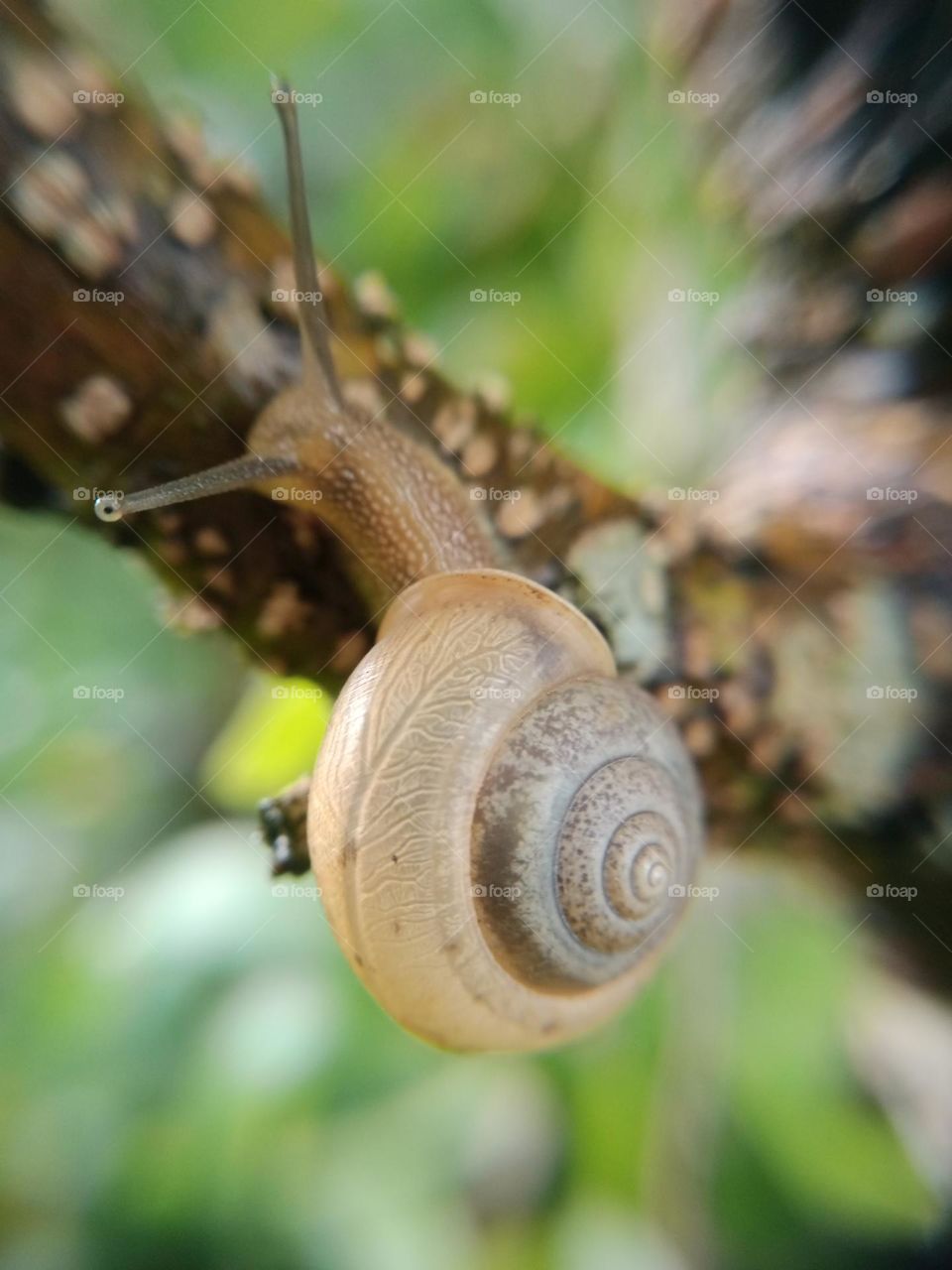 Snail🐌