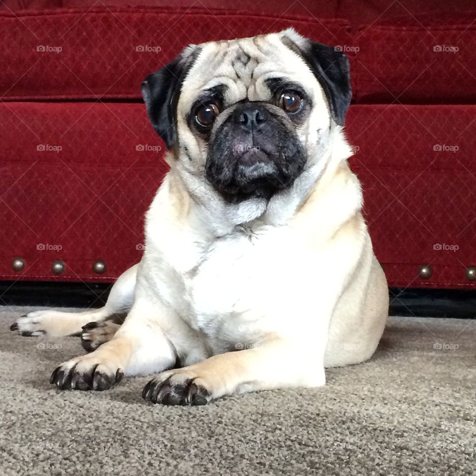 Porks the pug