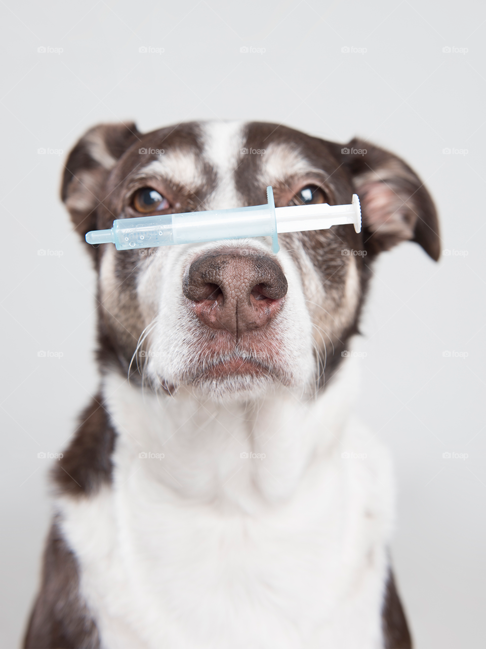 Dog with syringe on his nose - vaccine