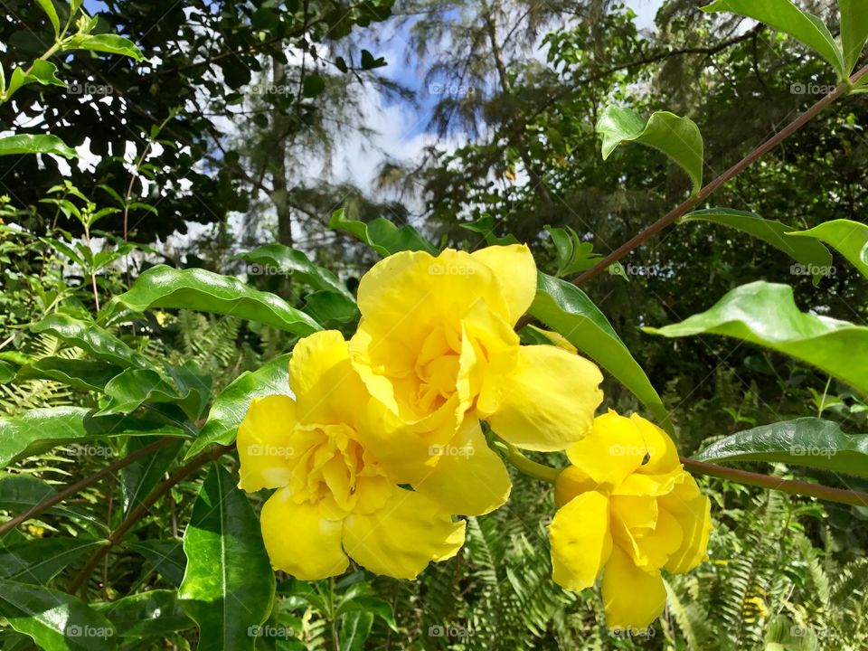 Bright yellow flower