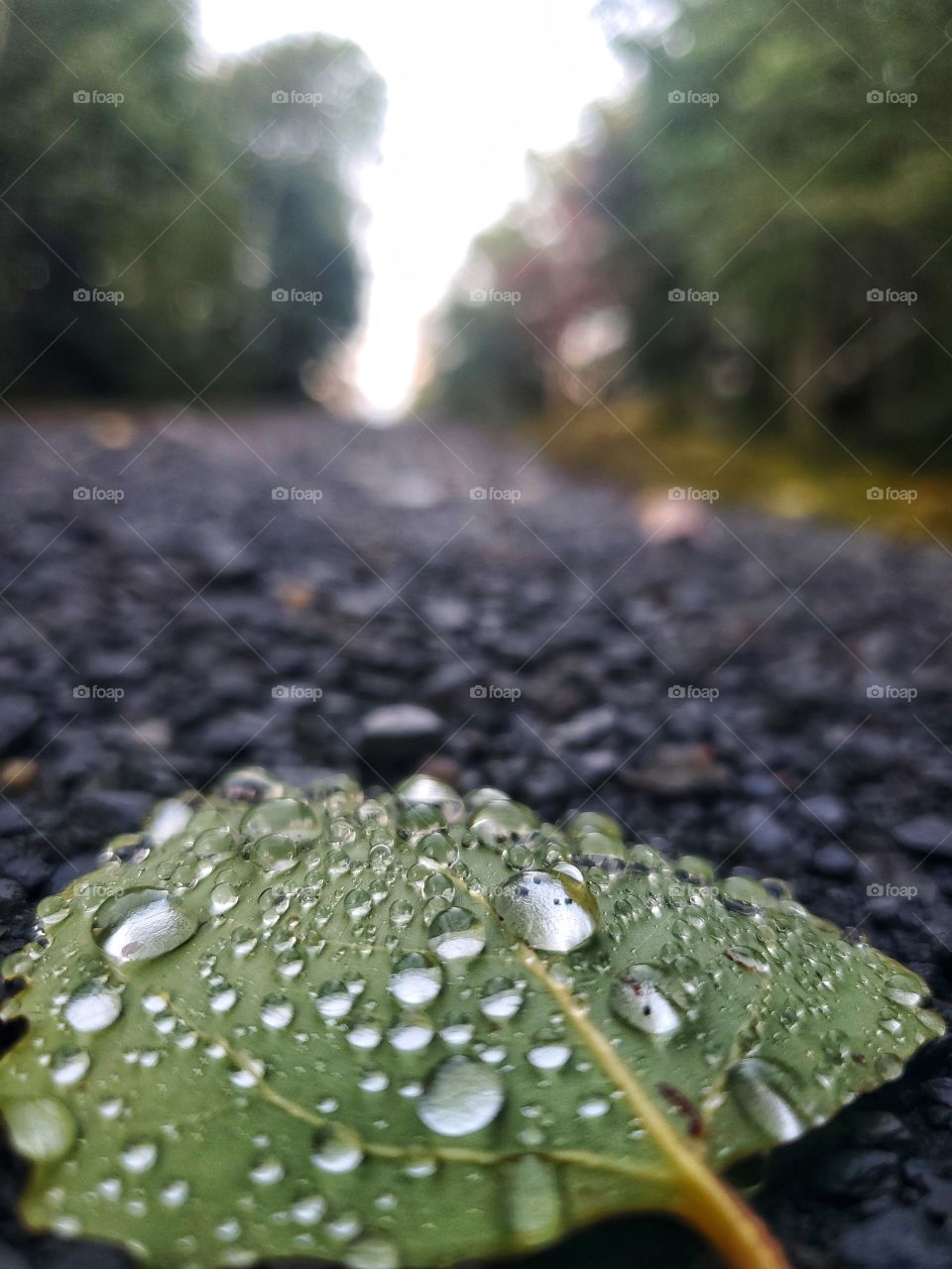 Rainy Days:
rain drops on a leaf