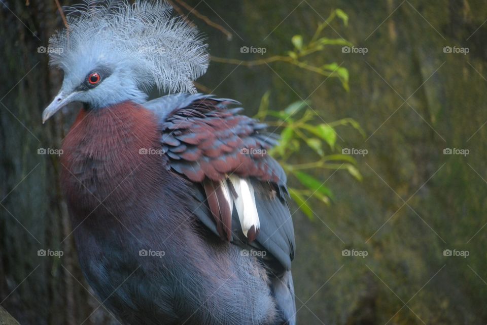 Bird with white crest and red breast. 