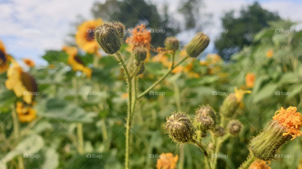 Sunflowers