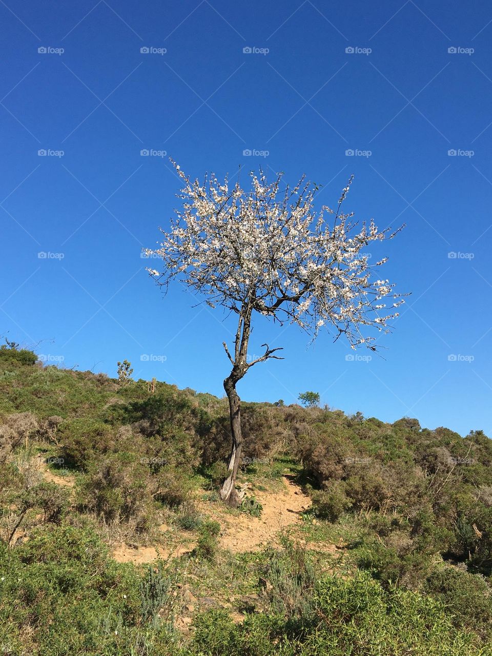 Lonely almond tree on blue sky