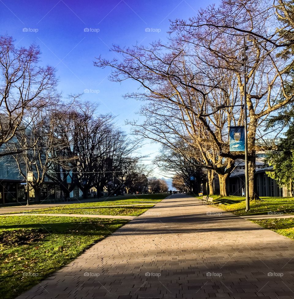 Main Mall in UBC in Vancouver, British Columbia on a clear, crisp Autumn Day