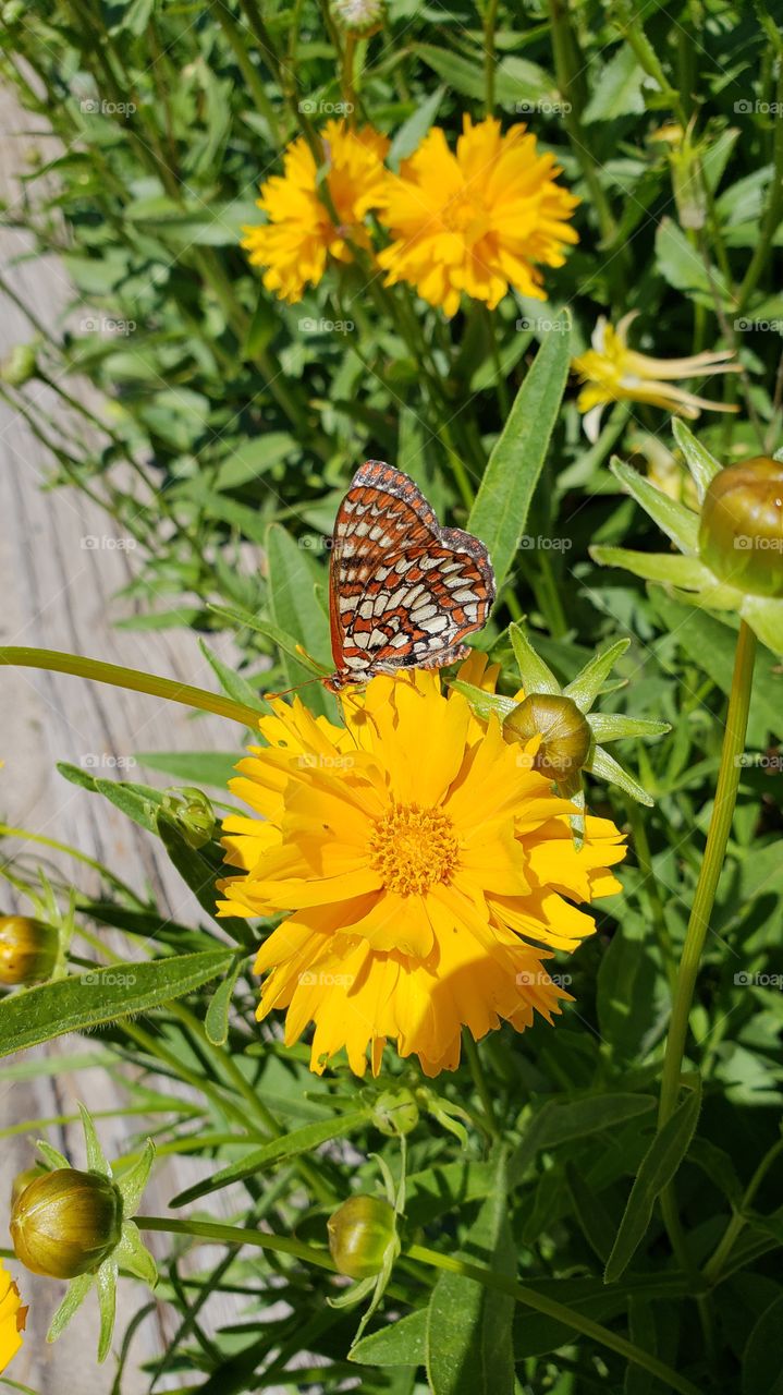 Summer Butterfly