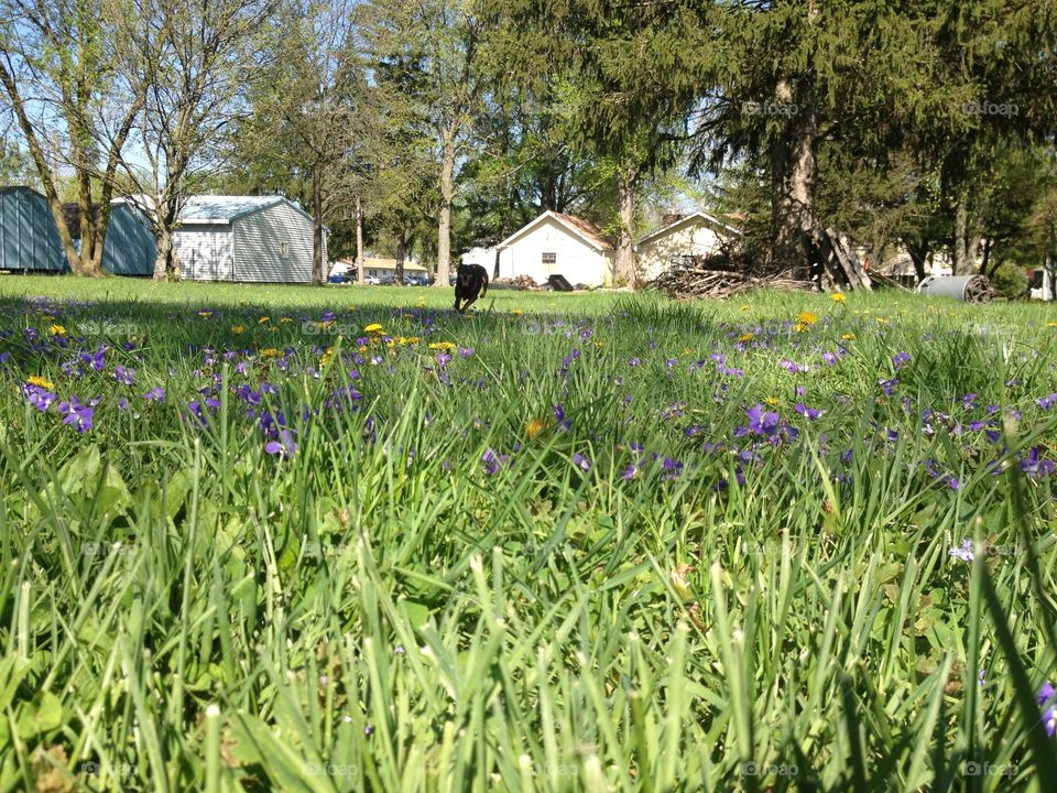 Flower, Grass, Garden, Lawn, Flora