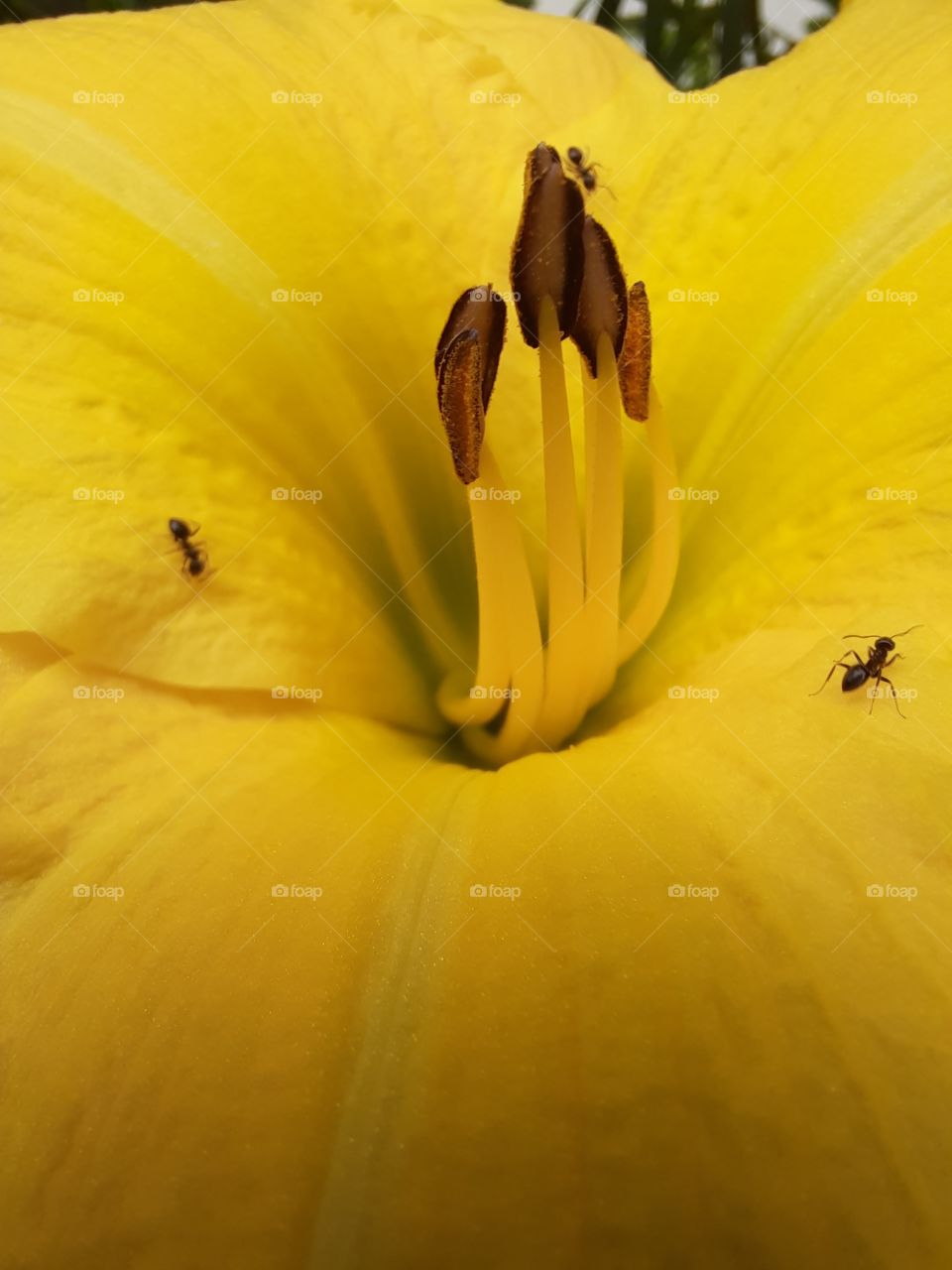 close-up of inside of one day lily with 3 ants