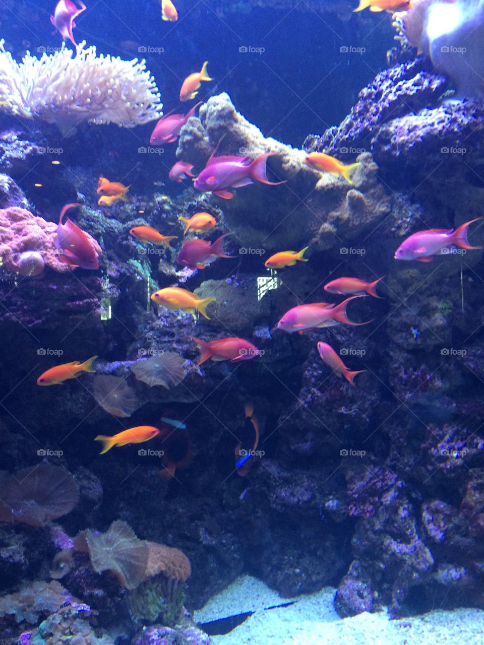 Dallas, TX Aquarium fish