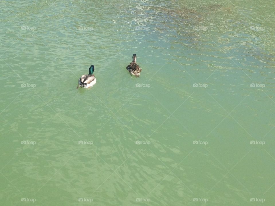 Water duck