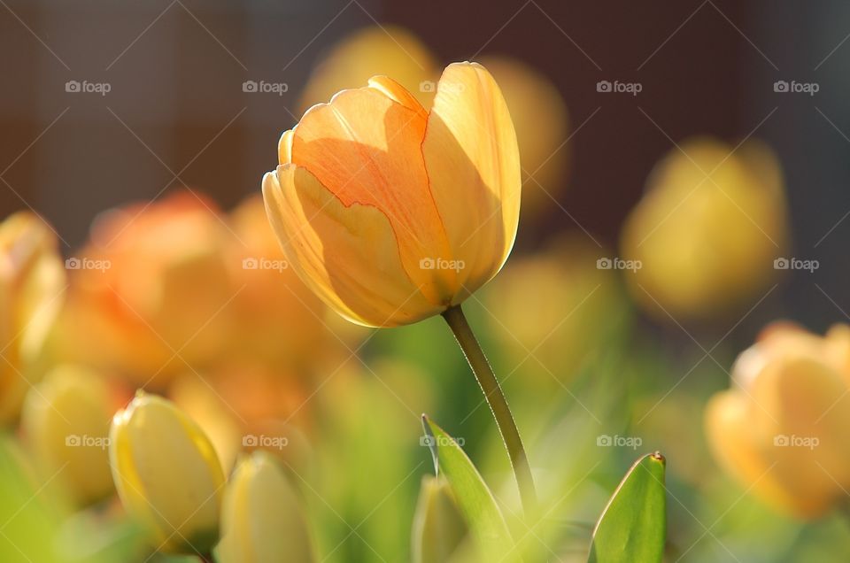 Tulip Yellow Bright Spring