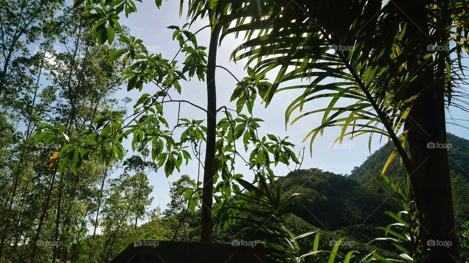 RAMO PALMEIRAS GALHOS