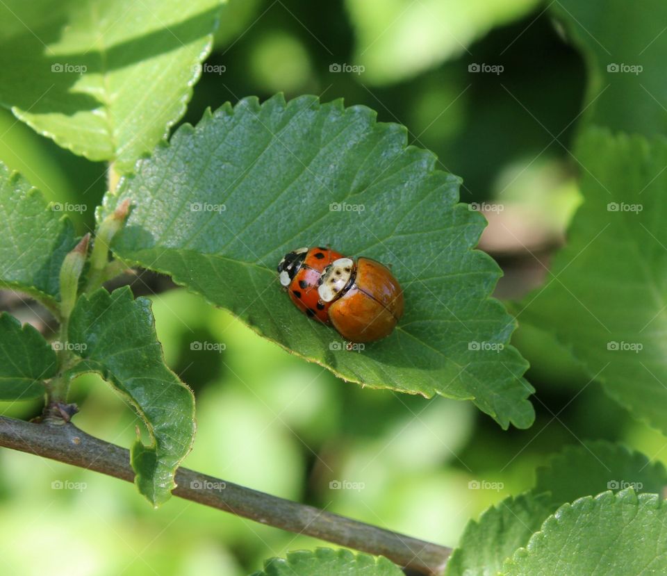 ladybugs