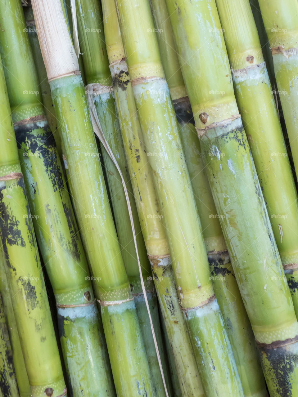 Sugar cane