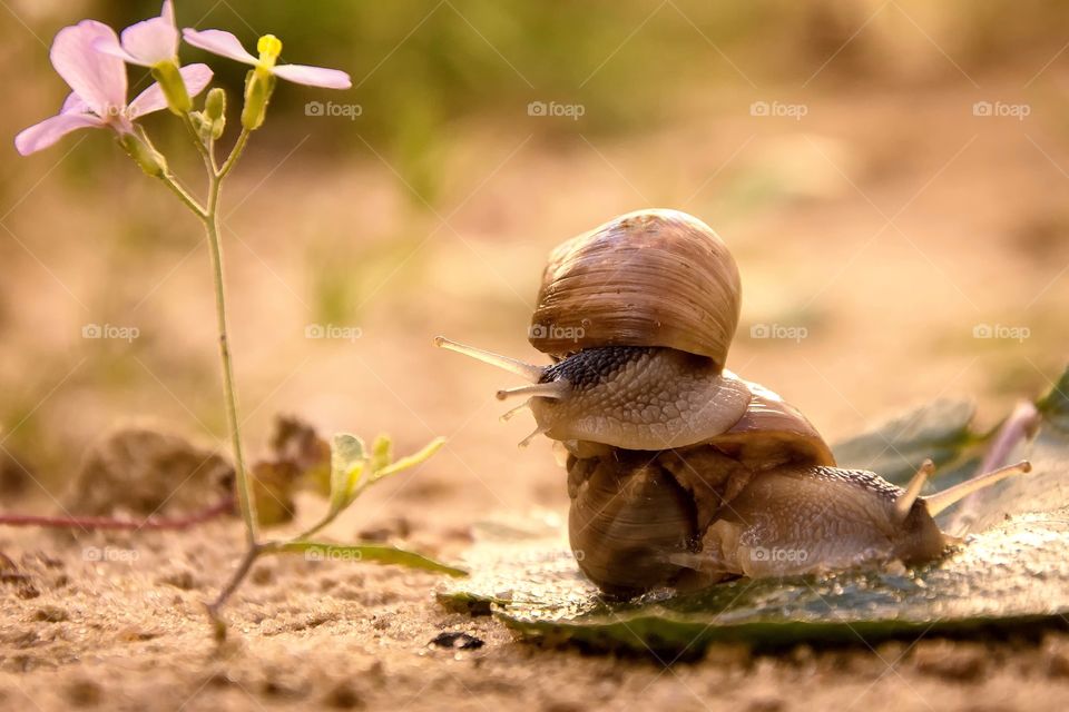 little snails and a beautiful flower