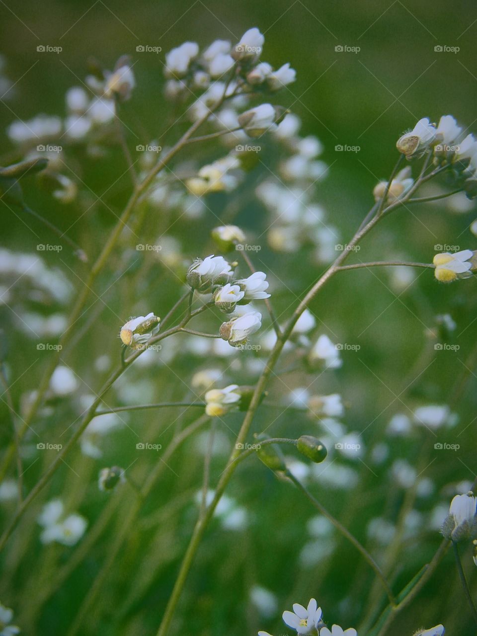 Blooming flowers and plants