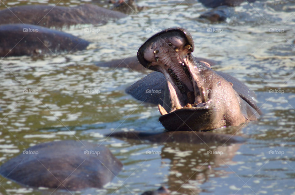 A hippopotamus baring his teeth in a river
