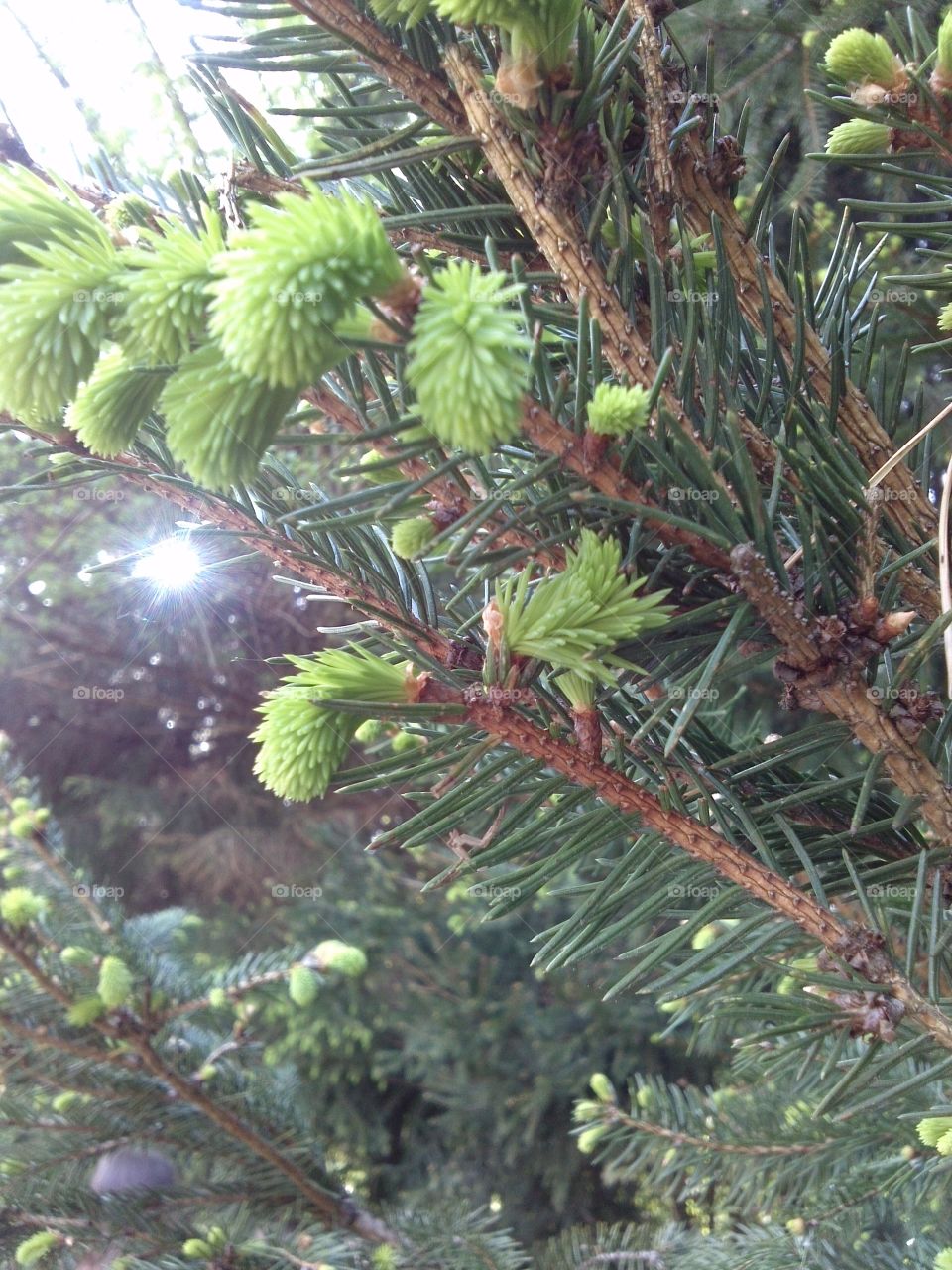 Pine. flowering