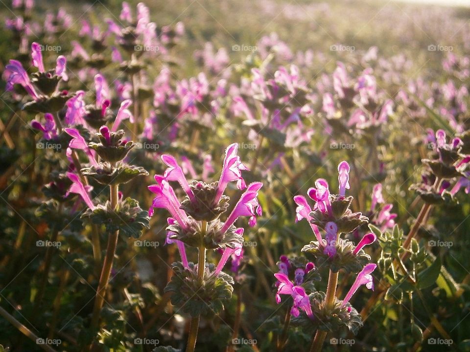 purple fields