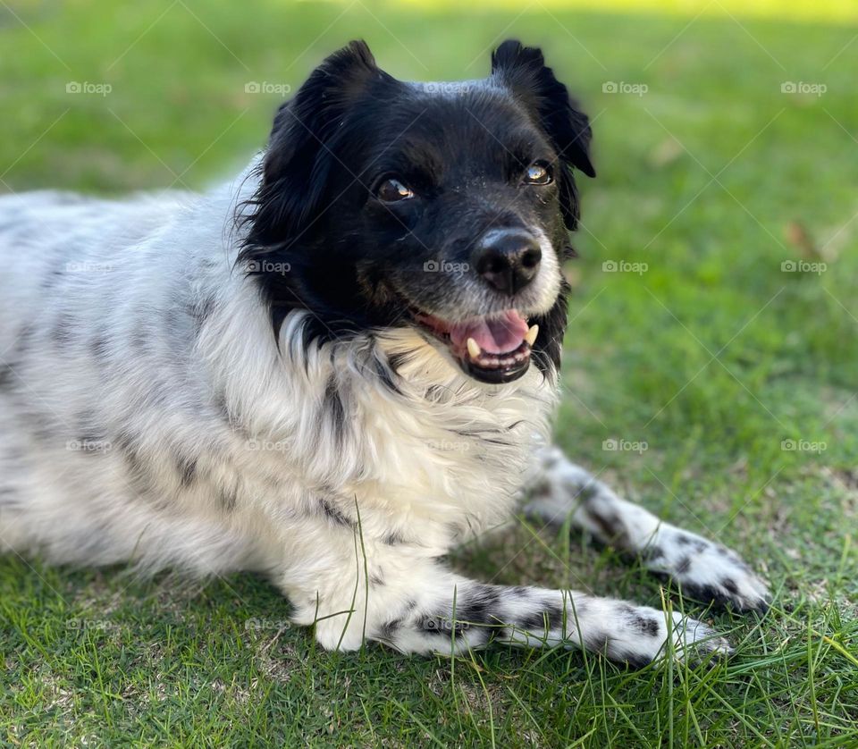My Dog loves relaxing in the garden after a long day!