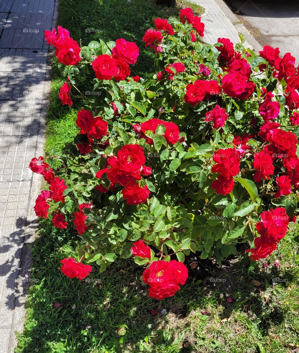 complementary colors