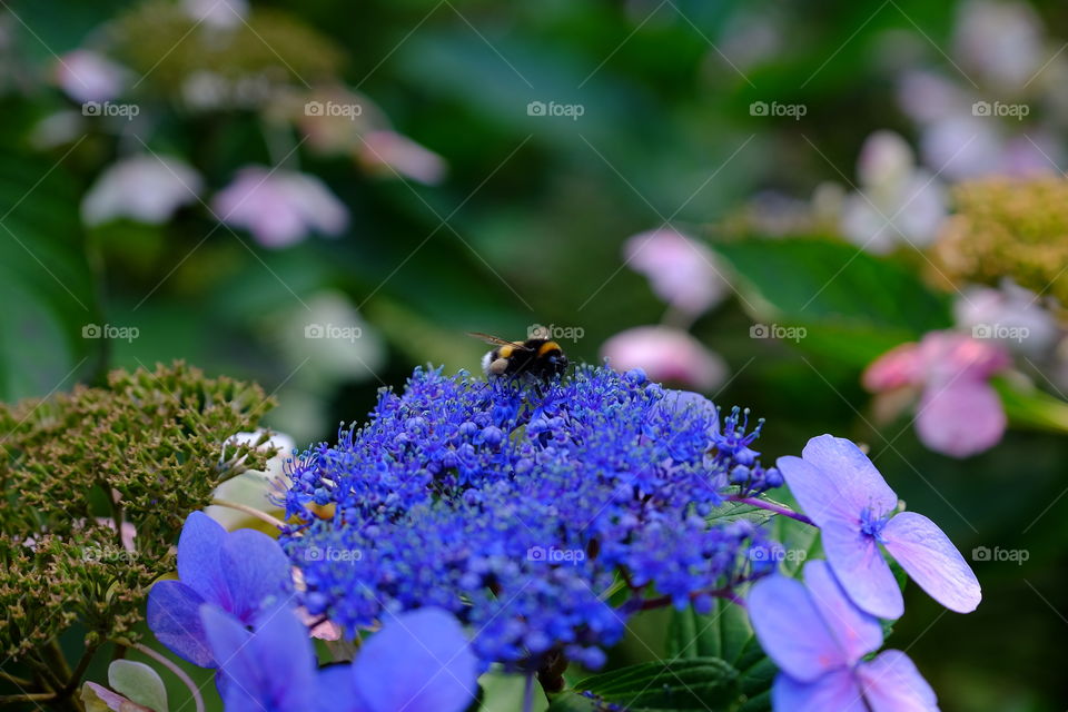 bee on the flower