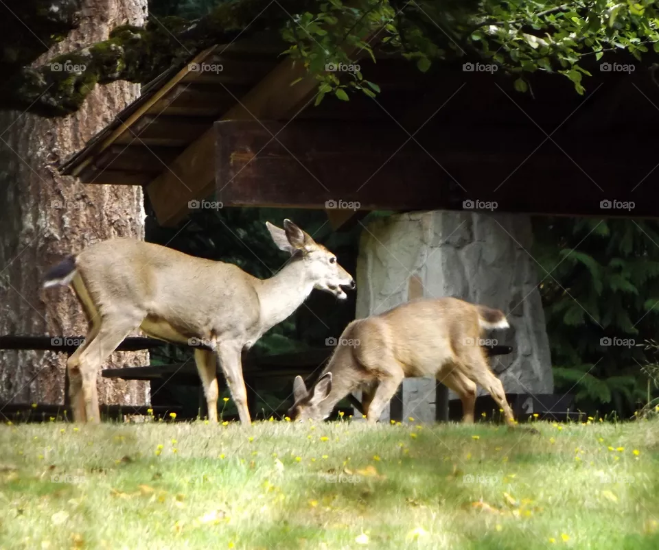 Deer