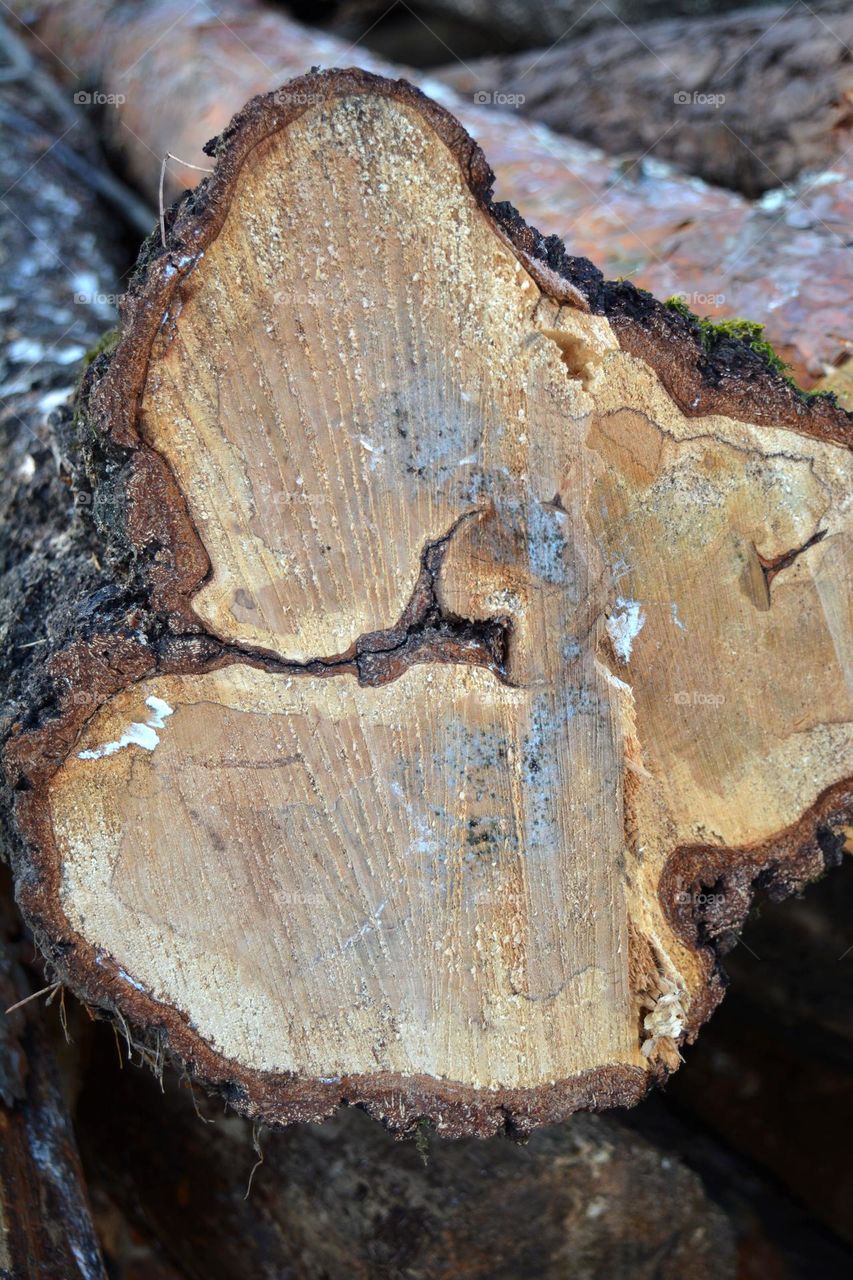 cut tree close up beautiful texture background