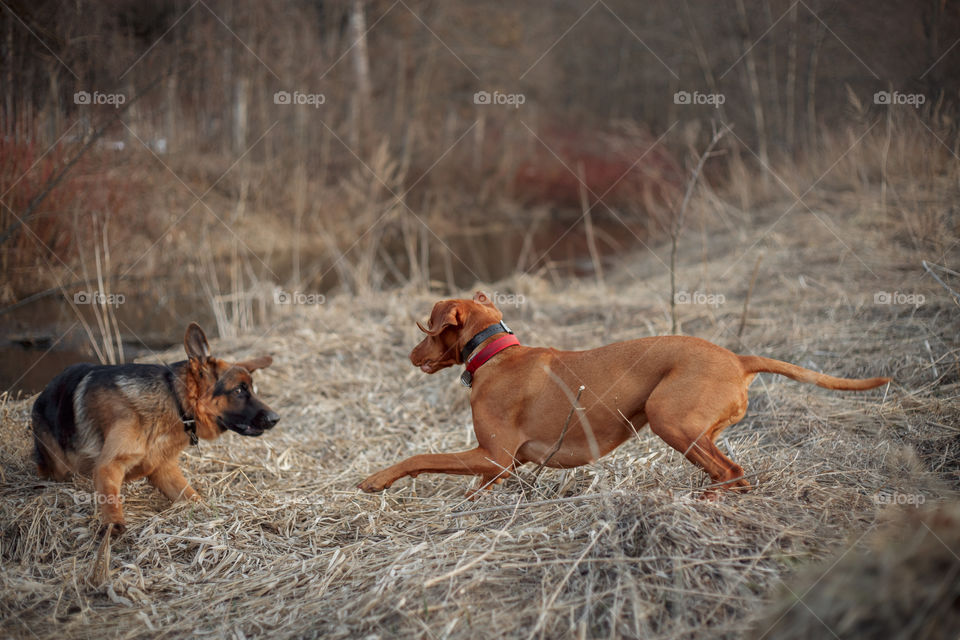 German shepherd young male dog playing with Hungarian vizsla dog outdoor at a spring evening