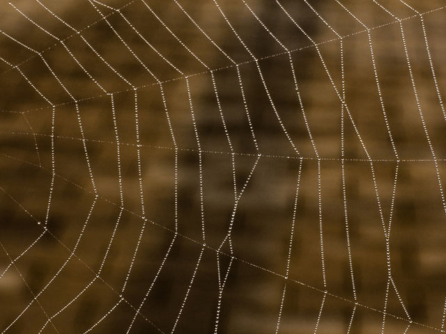 Water drops on spider web