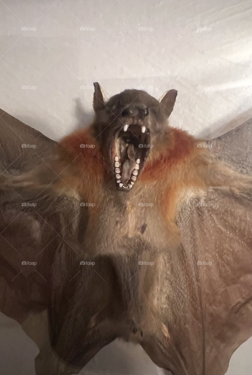 Bat