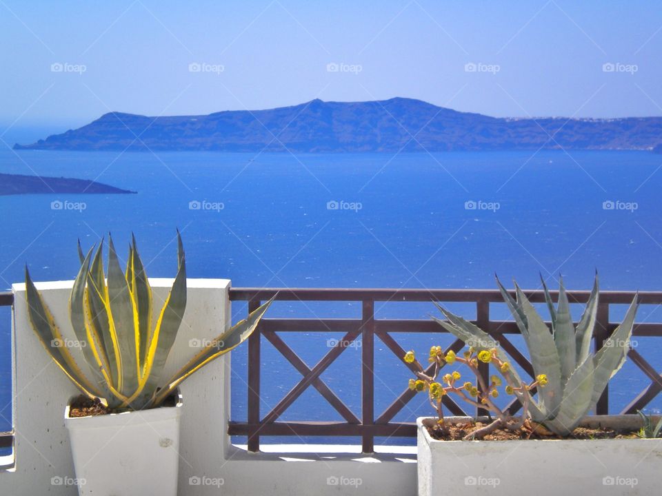 Potted plants against sea