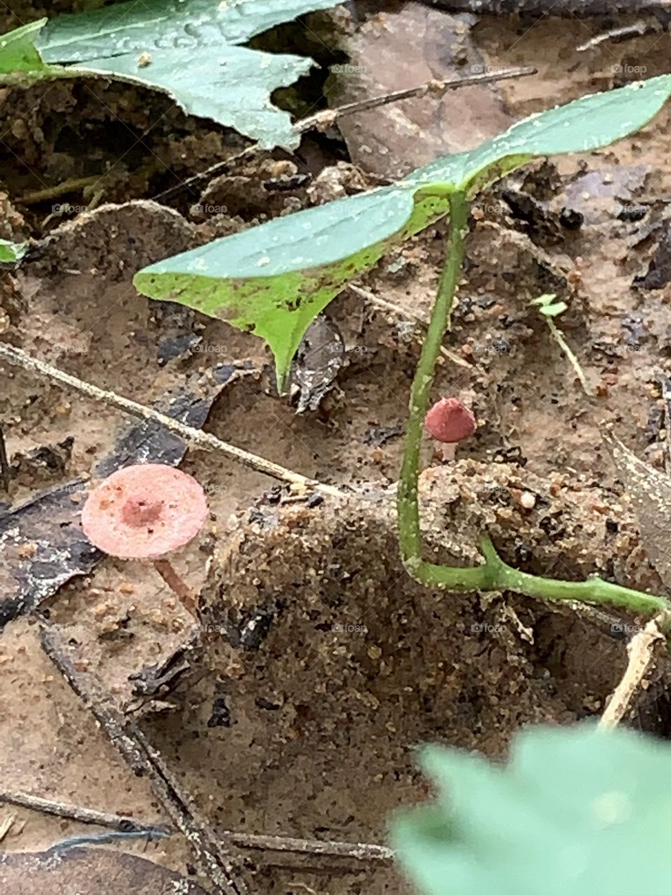 Beauty is everywhere, Countryside (Thailand)