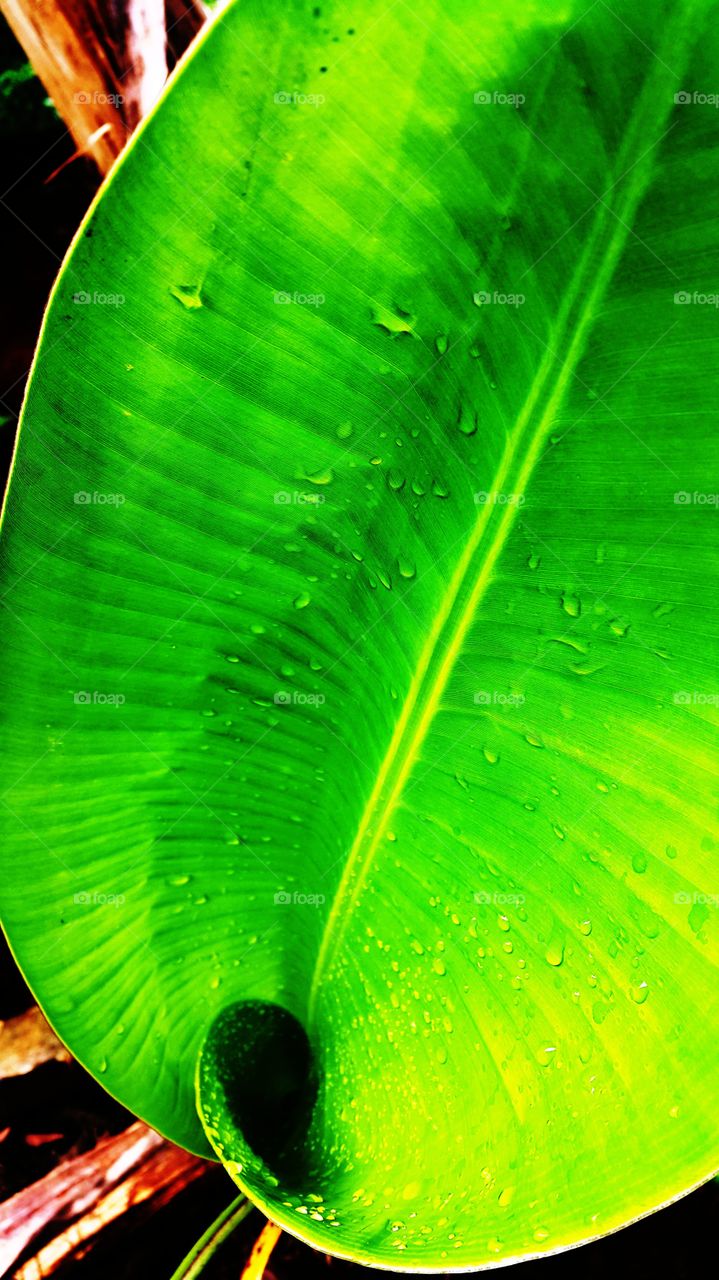 banana leaf