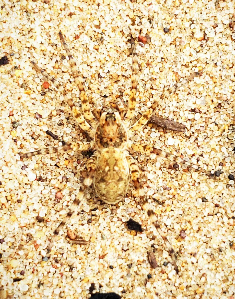 this spitter was at the beach  blends in  to the sand so well