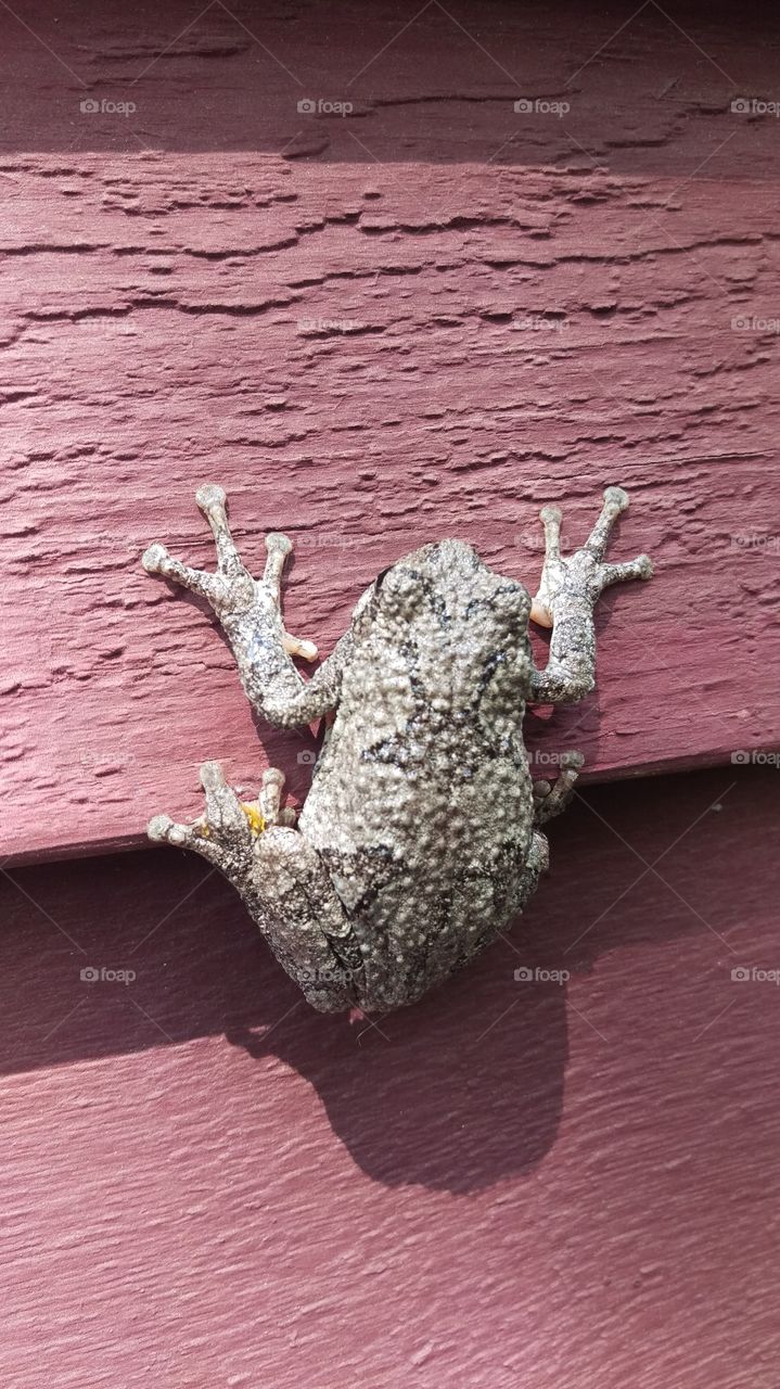 Toad on red siding