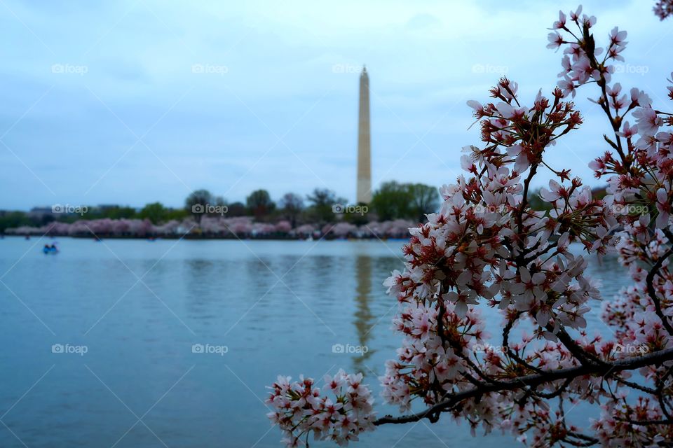 cherry blossom, Washington D.c every year event to see this gift from Japan