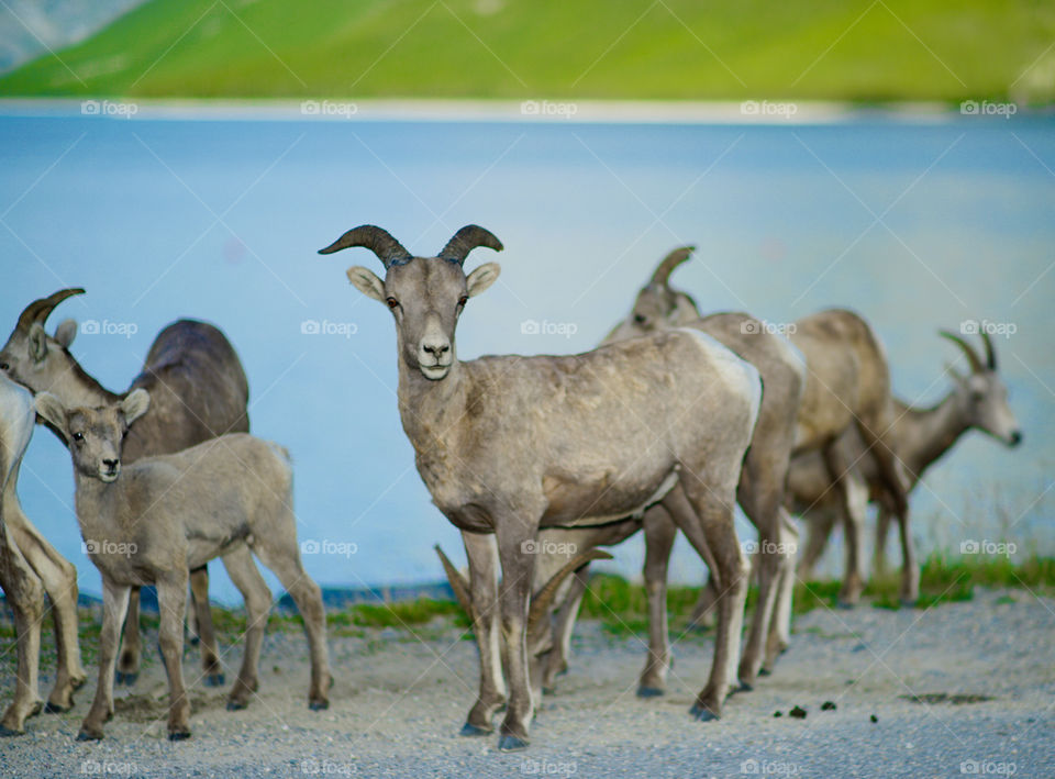Mountain Goats on Highway