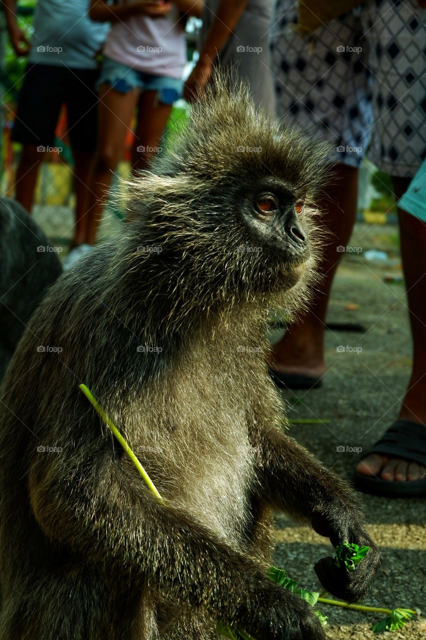 A monkey staring at the tourist at Bukti