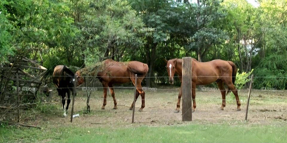 Horses in Cordoba,  Argentina