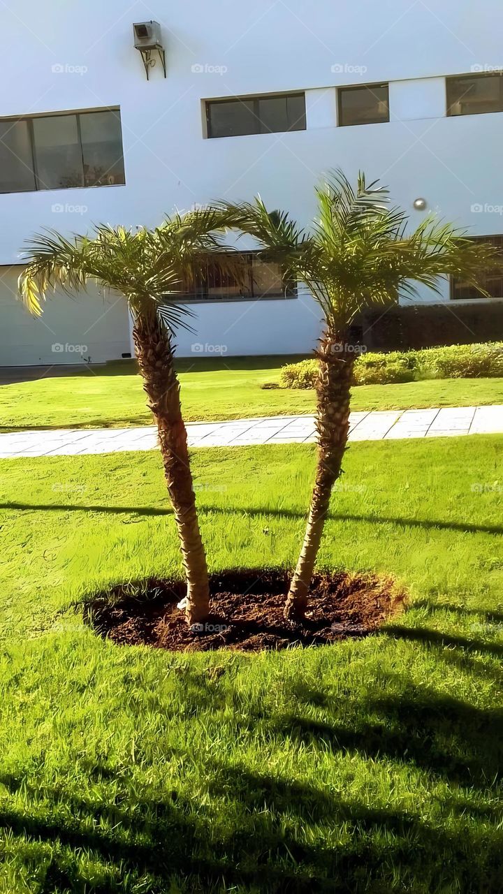 Tree green grass landscape