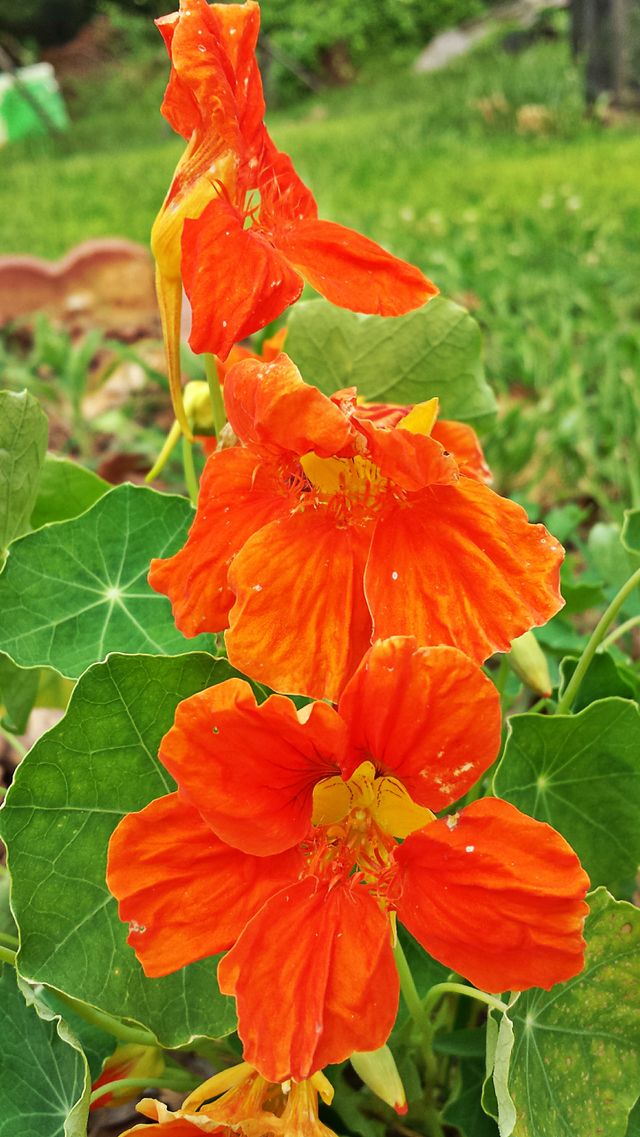 Nasturtium. Flower