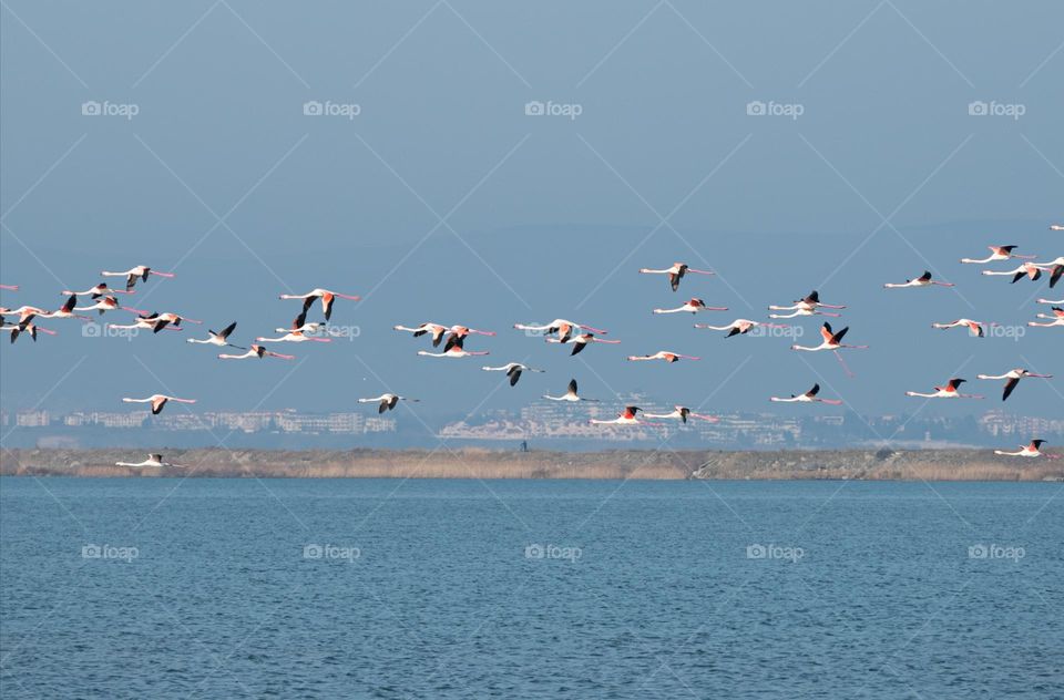 Flamingos in Motion