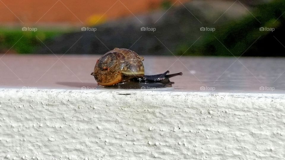 Snail