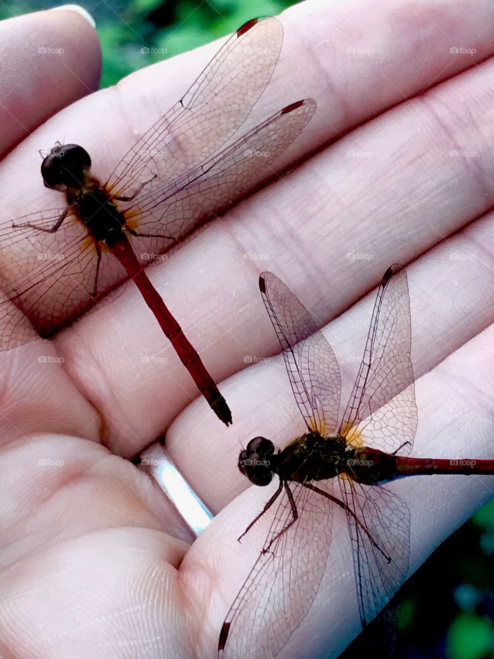 Dragonfly pair