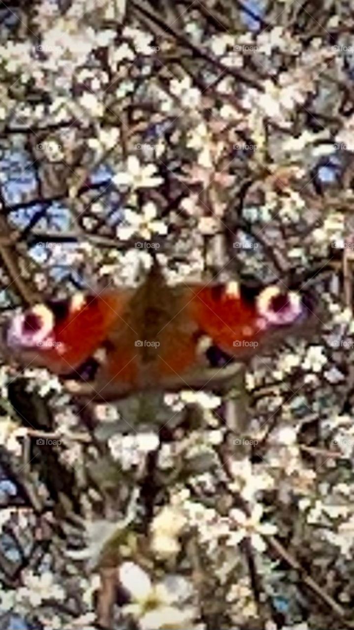 Butterfly basking in the sunshine 