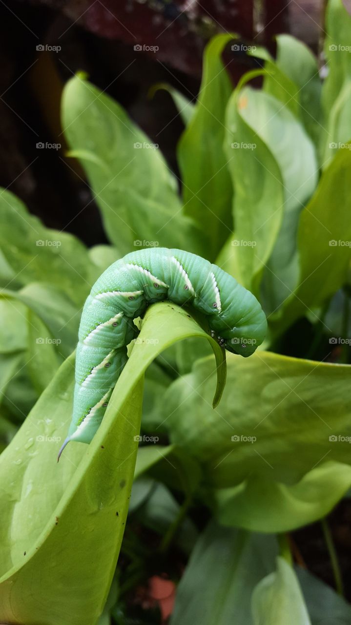 Beautiful teal colour Hornworm moth caterpillar