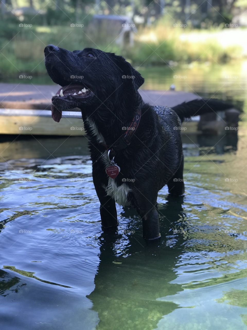 Water dog